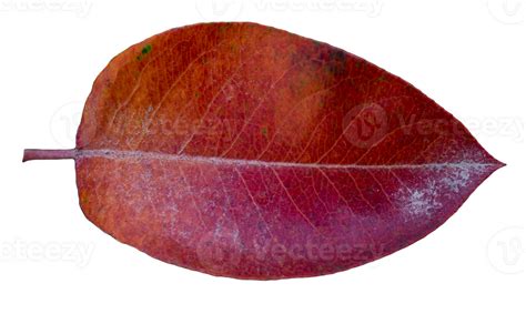 Red leaf on transparent background. Autumn leaf png. 35966681 PNG