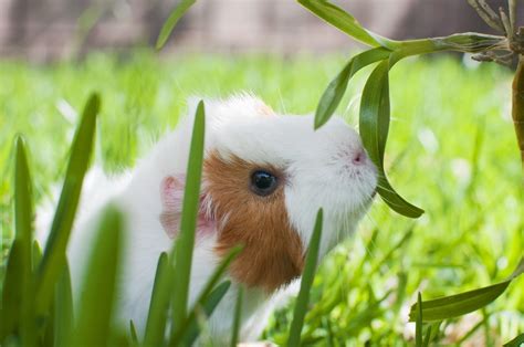 Cute Guinea Pigs Wallpapers Wallpaper Cave