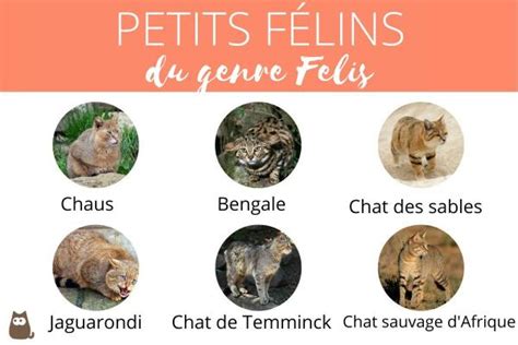 Listes des félins 41 ESPÈCES avec PHOTOS