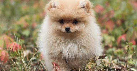 Raças De Cachorro Doceis - As 10 raças de cachorro mais dóceis e fofas do mundo