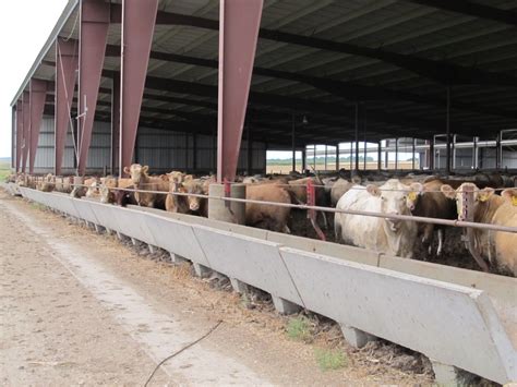 Ammonia Loss And Emission Reporting Considerations For Cattle