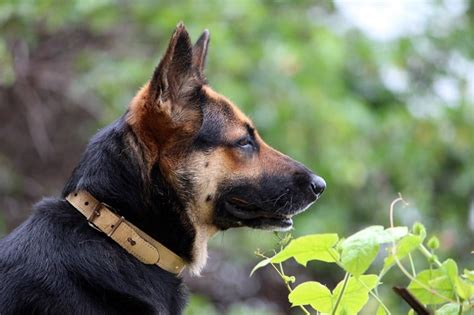 7 Best Collars For German Shepherds Reviews Anything German Shepherd