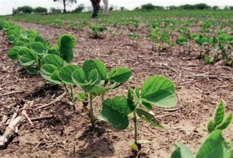 China aprobó la importación y comercialización de soja tolerante a la