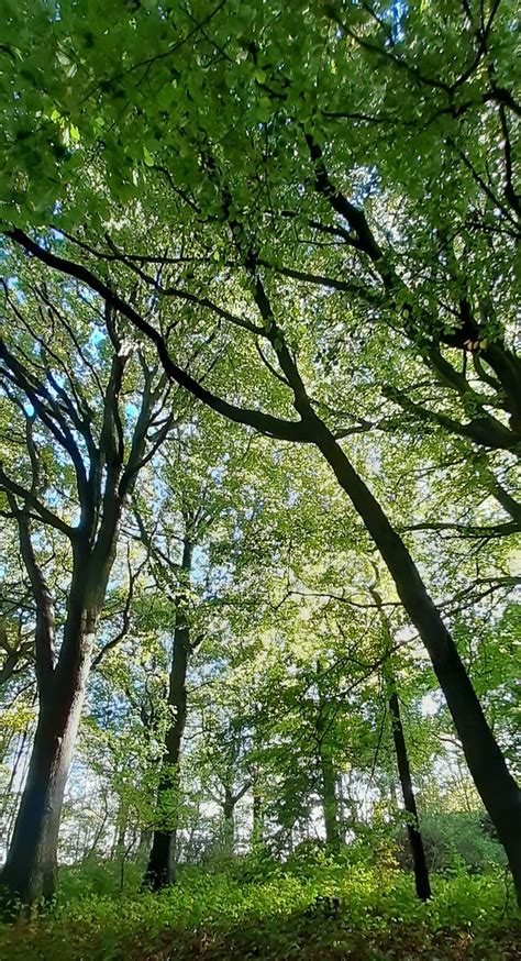 Tall Trees Woods North Of Halling Kent Luke McKernan Flickr