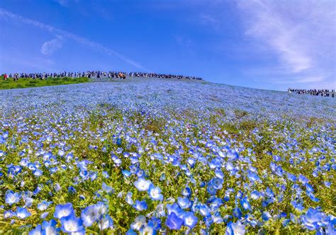 「茨城県」で一番イケてると思う街ランキングtop31！ 第1位は「つくば市」【2023年最新投票結果】（16） ライフ ねとらぼリサーチ