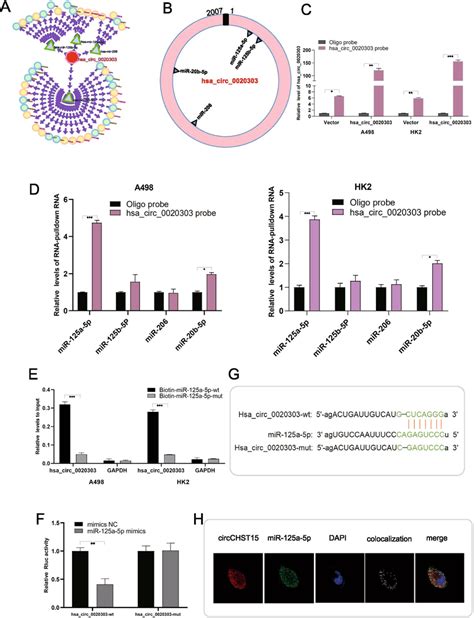 CircCHST15 Serves As A MiR 125a 5p Sponge In RCC Cells A Four