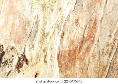 Natural Background Eucalyptus Tree Bark Nude Stock Photo 2240475443 Shutterstock