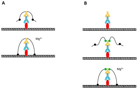 Mps Free Full Text Tn5 Dna Transposase In Multi Omics Research