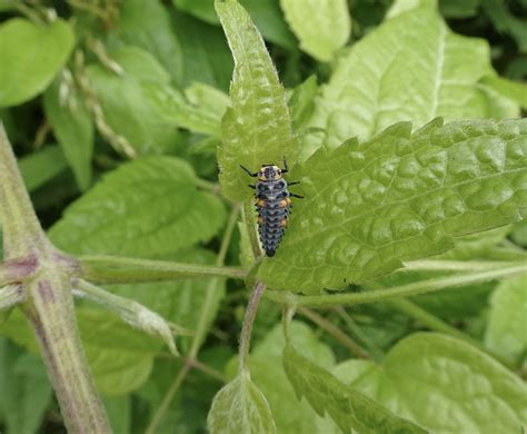 Seven Spot Ladybird Larva Forgehammer Cwmbran June Flickr