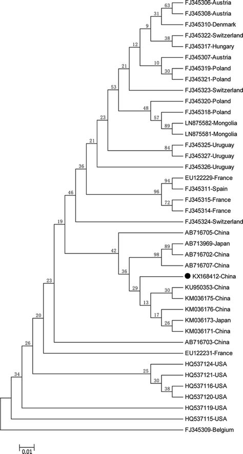 Phylogenetic Tree Based On Alignment Of The Putative Rdrp Nucleotide