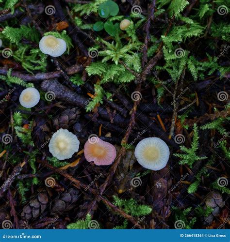 Mycena Rosella Commonly Known As The Pink Bonnet Stock Photo Image