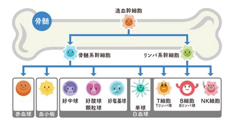 免疫におけるリンパ球の働きとは？種類・働き・作られる場所を詳しく解説！