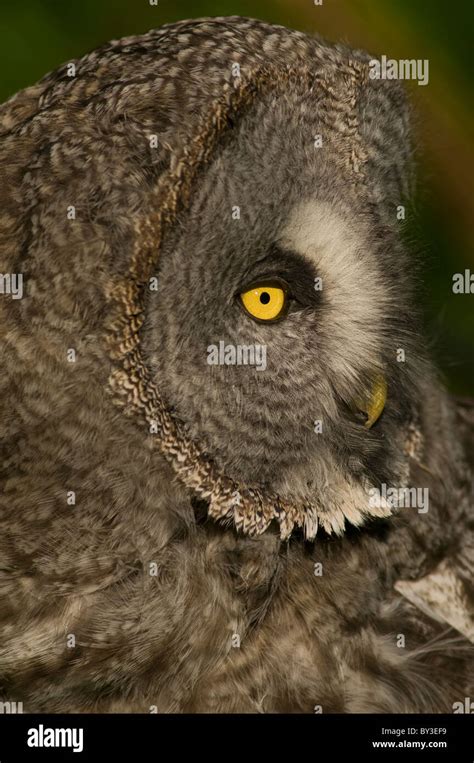 Great Grey Owl Or Lapland Owl Strix Nebulosa Stock Photo Alamy