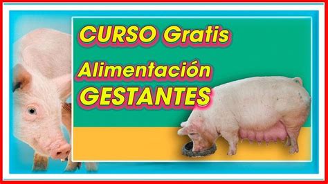 Claves Para La Alimentaci N De La Cerda Gestante Ing Jannin Hern Ndez