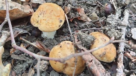 Scopriamo Il Fungo Calocybe Gambosa Prugnolo Con Matte Di Dottor