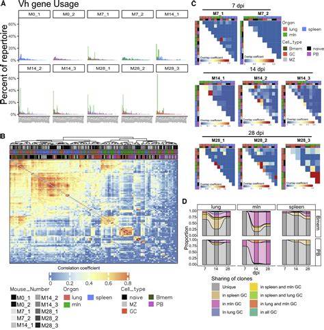 Single Cell Bcr And Transcriptome Analysis After Influenza Infection