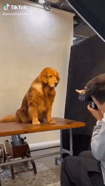 Funny Dog GIF - Funny Dog Photoshoot - Discover & Share GIFs