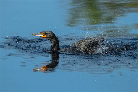 Splashing It Up Double Crested Cormorant Chicagobob Panozzo Flickr