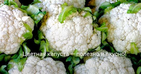 Цветная капуста — полезно и вкусно! — Ботаничка