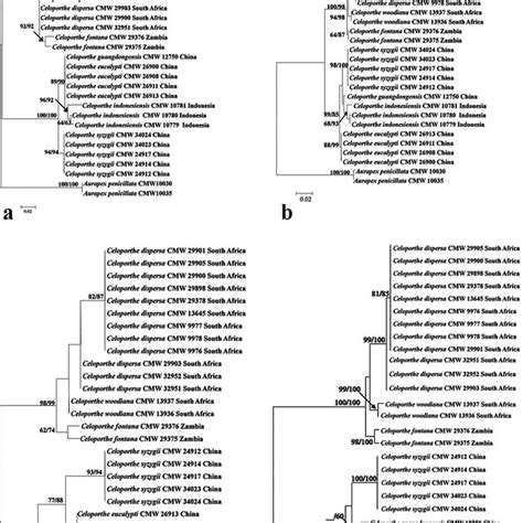 Phylograms Obtained From Maximum Likelihood Analyses A Phylogram For