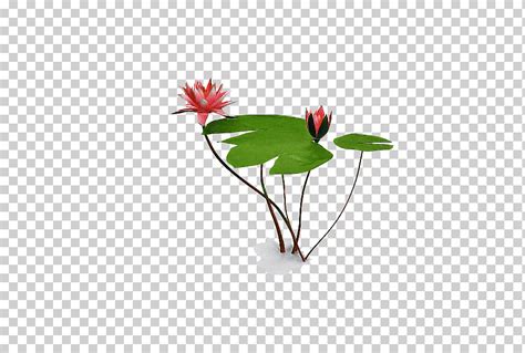 Planta De Flor Hoja De Anthurium Png Klipartz