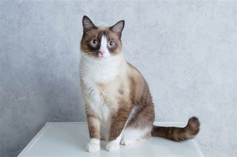 5 Snowshoe Cat Colors & Patterns (With Info & Pictures) - Catster