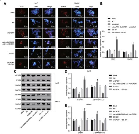 Reducing LncRNA DLX6 AS1 Suppresses The STAT3 Signaling Pathway Via The