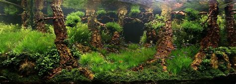 My Aquatic World Ada International Aquatic Plants Layout Contest