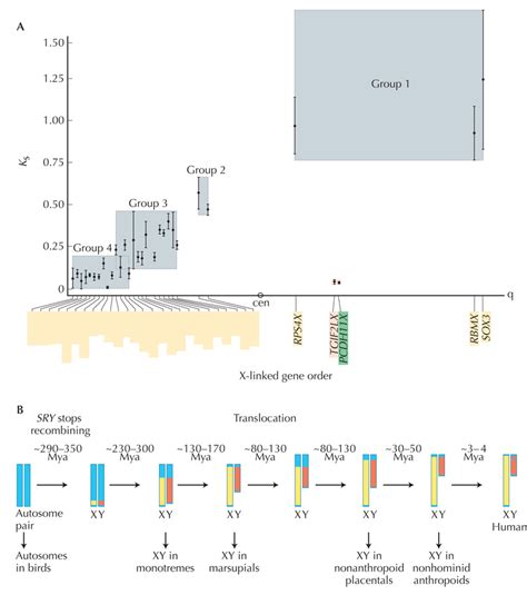 Chapter 23 Notes Evolution Of Genetic Systems Figure Wn2311 The