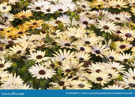 Flores De Osteospermum Ecklonis O Dimorphotheca Ecklonis O Marguerita