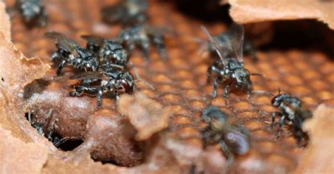 Dia Mundial das abelhas pesquisadores do Inpa identificam nova espécie