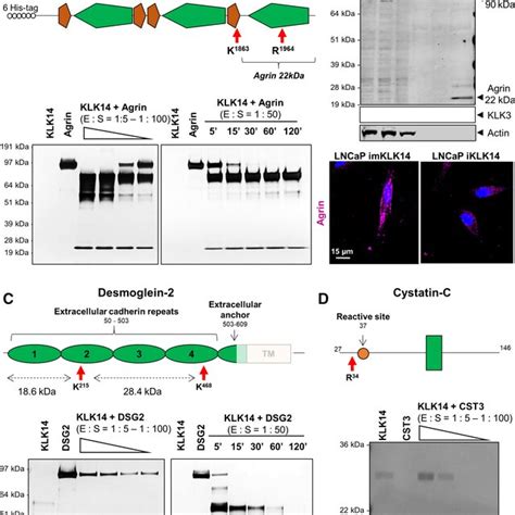 Validation Of KLK14 Newly Identified Substrates A Top Schematic Of