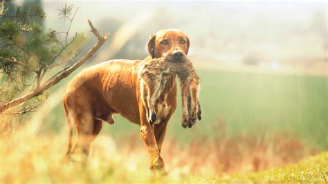 Are Rhodesian Ridgebacks good for hunting?