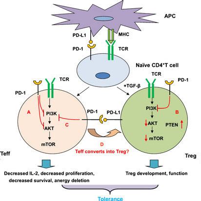 Functions Of The PD 1 PD L1 Pathway On T Cells Differential Fates Of