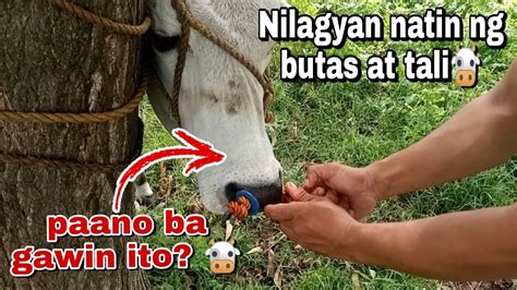 Paano Ang Padtusok At Paglalagay Ng Tali Sa Ilong Ng Baka Youtube