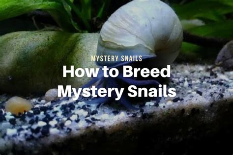 Breeding Mystery Snails, The Complete Guide - The Aqua Advisor