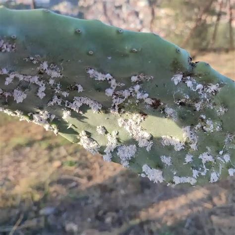 20 White Bugs on Plants (& How To Keep Them Away)