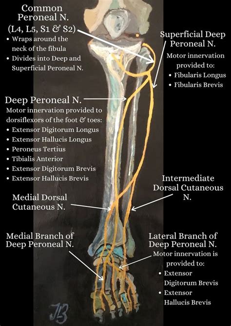 Anterior Tibial Nerve