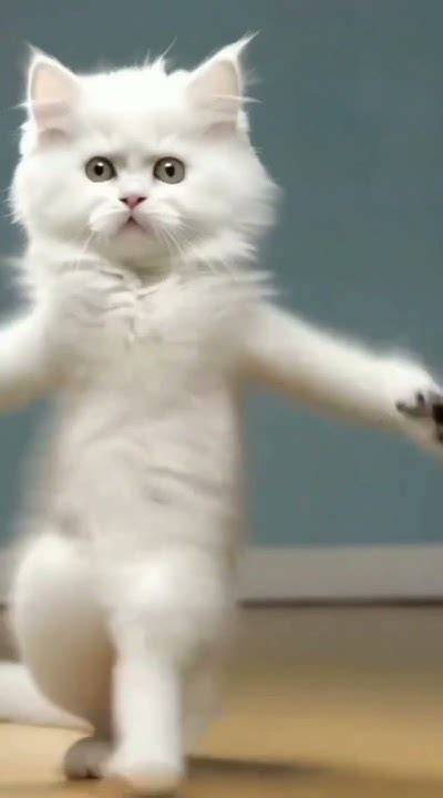 Cat Funny Dance😂😂 Youtube