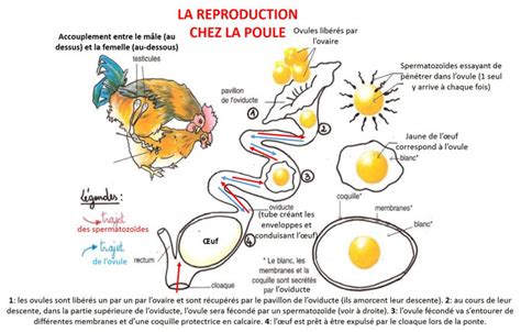 Reproduction Sexu E Site De Cours De Coll Ge Et Lyc E En Svt