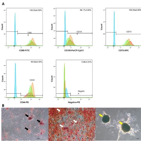 The Immunophenotype And Multilineage Differentiation Potential Of Mscs