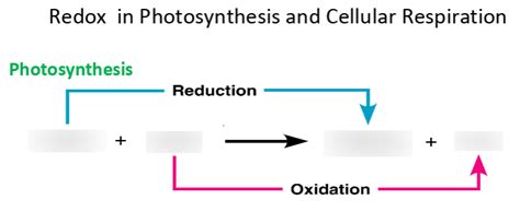 Redox in Photosynthesis and Cellular Respiration Biology Unit 4 Diagram | Quizlet