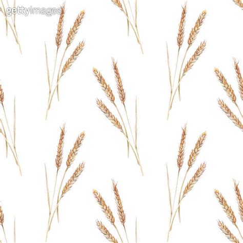 Seamless Pattern With Watercolor Yellow Spikelets Wheat On White