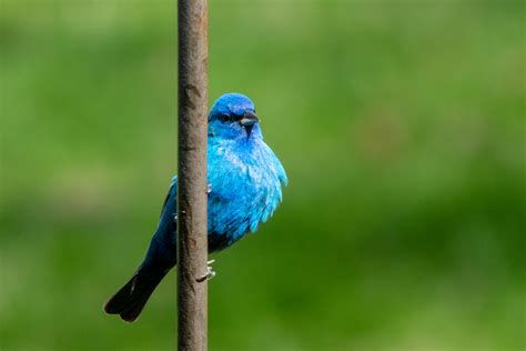 Blue Bird - Duncan.co