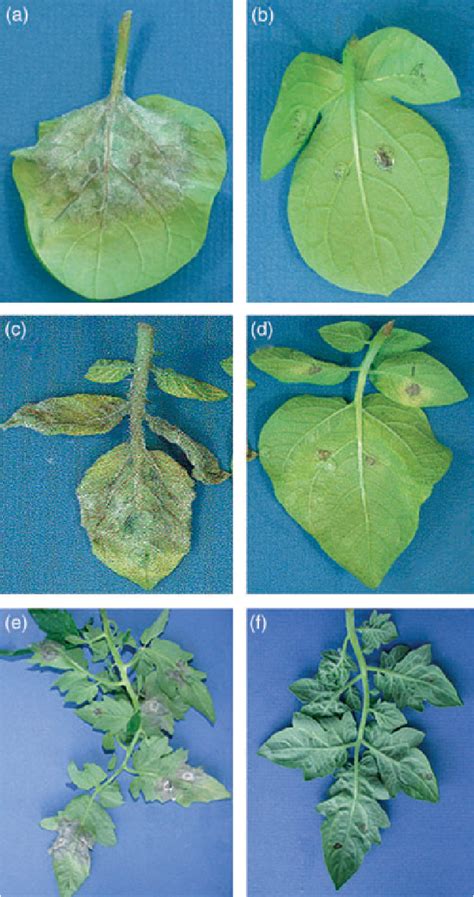 Figure 2 From The Rpi Blb2 Gene From Solanum Bulbocastanum Is An Mi 1