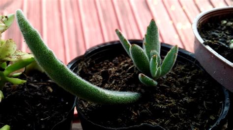 How To Propagate Kalanchoe Tomentosa Youtube