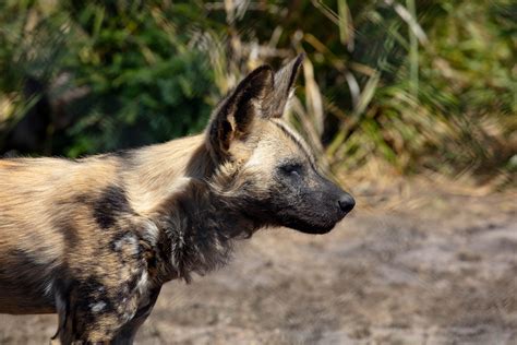 African Hunting Dog Zoochat