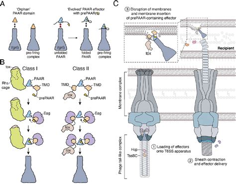 Structural Basis For Effector Transmembrane Domain Recognition By Type