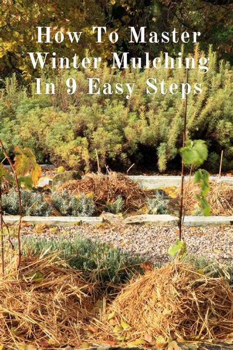 How To Master Winter Mulching In 9 Easy Steps Winter Vegetables