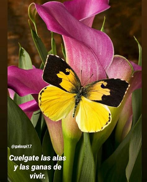 Pin By Marta C On Mariposas Frases Positivas Beautiful